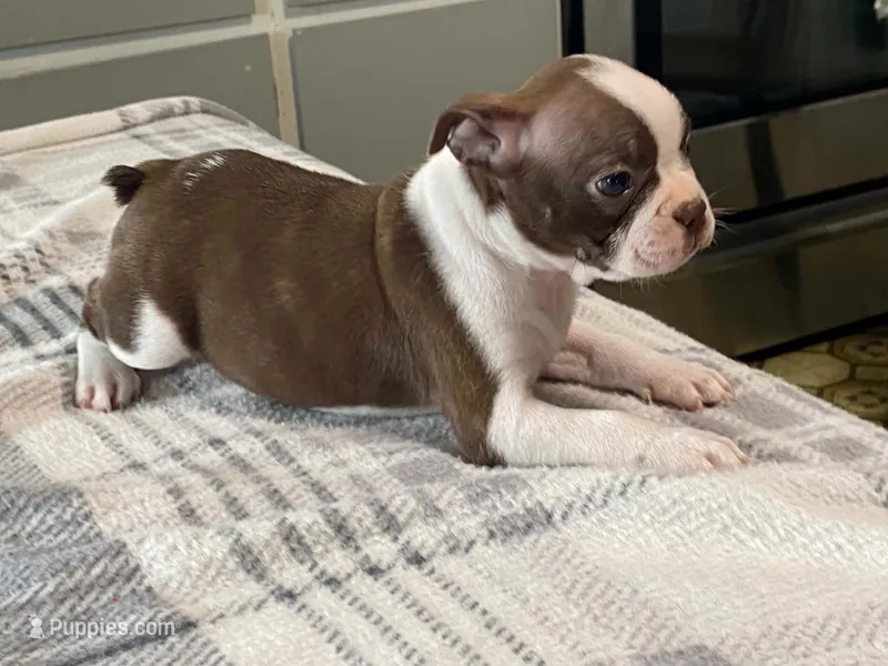 Rosie – Boston Terrier puppy for sale in Fennimore, WI