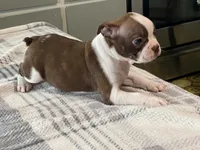 Rosie, a female Boston Terrier for sale in Fennimore, WI – 1 of 10