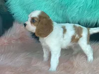 Checkers, a male Cavalier King Charles Spaniel for sale in Fennimore, WI – 4 of 10