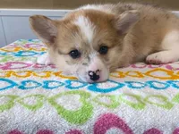 Pearl, a female Pembroke Welsh Corgi for sale in Fennimore, WI – 7 of 10