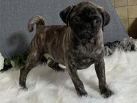 Valery, a female Pug for sale in Fennimore, WI – 5 of 10