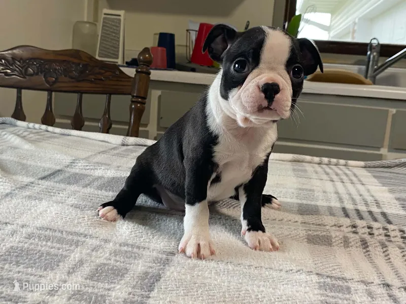 Daisy – Boston Terrier puppy for sale in Fennimore, WI