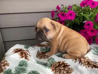 Puffer, a male French Bulldog for sale in Fennimore, WI – 10 of 10