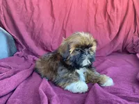 Bowser, a male Shih Tzu for sale in Fennimore, WI – 4 of 9