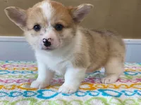 Pearl, a female Pembroke Welsh Corgi for sale in Fennimore, WI – 6 of 10