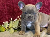 Tank, a male French Bulldog for sale in Fennimore, WI – 3 of 9