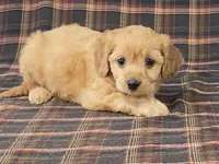 Apple, a female Cavapoo for sale in Fennimore, WI – Photo 5 of 10