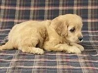 Apple, a female Cavapoo for sale in Fennimore, WI – Photo 1 of 10