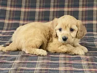 Apple, a female Cavapoo for sale in Fennimore, WI – Photo 2 of 10