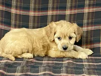 Apple, a female Cavapoo for sale in Fennimore, WI – Photo 6 of 10