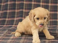 Apple, a female Cavapoo for sale in Fennimore, WI – Photo 4 of 10