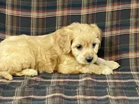 Apple, a female Cavapoo for sale in Fennimore, WI – Photo 10 of 10