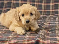 Apple, a female Cavapoo for sale in Fennimore, WI – Photo 7 of 10