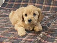 Apple, a female Cavapoo for sale in Fennimore, WI – Photo 8 of 10