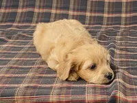 Apple, a female Cavapoo for sale in Fennimore, WI – Photo 9 of 10