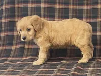 Apple, a female Cavapoo for sale in Fennimore, WI – Photo 3 of 10