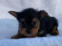 Chandler, a male Yorkshire Terrier for sale in Fennimore, WI – 10 of 10