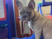 Winnie, a female French Bulldog for sale in Fennimore, WI – 5 of 7