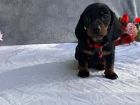 April, a female Dachshund for sale in Fennimore, WI – 5 of 9