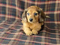 Mini, a female Dachshund for sale in Fennimore, WI – 8 of 9