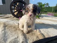 Daisy, a female Cavapoo for sale in Fennimore, WI – 5 of 10