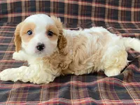 Aladdin, a male Cavachon for sale in Fennimore, WI – 5 of 10