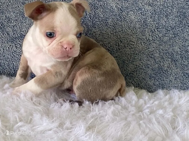 Sammy – Frenchton puppy for sale in Fennimore, WI