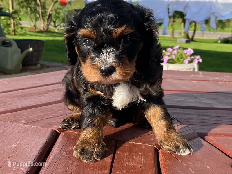 Teddy – Cavapoo puppy for sale in Fennimore, WI