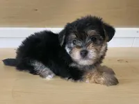 Puffy, a female Morkie for sale in Fennimore, WI – 8 of 10