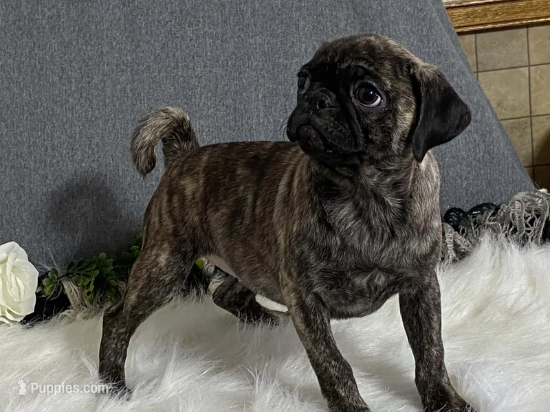 Valery – Pug puppy for sale in Fennimore, WI