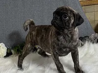 Valery, a female Pug for sale in Fennimore, WI – 1 of 10
