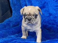 Mack, a male French Bulldog and Pug for sale in Fennimore, WI – Photo 1 of 10