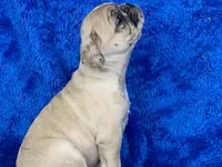 Mack, a male French Bulldog and Pug for sale in Fennimore, WI – Photo 6 of 10