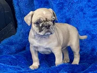 Mack, a male French Bulldog and Pug for sale in Fennimore, WI – Photo 7 of 10