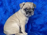 Mack, a male French Bulldog and Pug for sale in Fennimore, WI – Photo 4 of 10