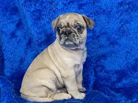 Mack, a male French Bulldog and Pug for sale in Fennimore, WI – Photo 10 of 10