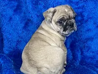 Mack, a male French Bulldog and Pug for sale in Fennimore, WI – Photo 5 of 10