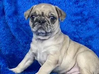 Mack, a male French Bulldog and Pug for sale in Fennimore, WI – Photo 2 of 10