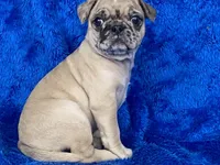 Mack, a male French Bulldog and Pug for sale in Fennimore, WI – Photo 3 of 10