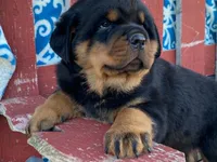 Rocky, a male Rottweiler for sale in Fennimore, WI – 7 of 10