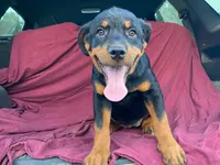 Sassy, a female Rottweiler for sale in Fennimore, WI – 3 of 7