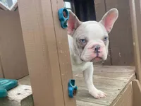 Panda, a male French Bulldog for sale in Fennimore, WI – 2 of 9