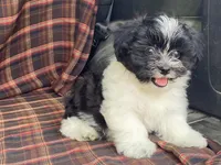 Lex, a male Bichon Frise and Shih Tzu for sale in Fennimore, WI – 1 of 10