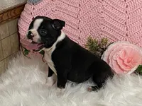 Blaze, a male Boston Terrier for sale in Fennimore, WI – 8 of 9