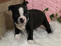 Blaze, a male Boston Terrier for sale in Fennimore, WI – 2 of 9