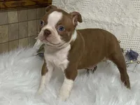 yeti, a male Boston Terrier for sale in Fennimore, WI – 2 of 9