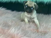 Tiny, a female Pug for sale in Fennimore, WI – 5 of 10