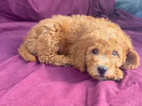 Classy, a female Goldendoodle for sale in Fennimore, WI – 9 of 10