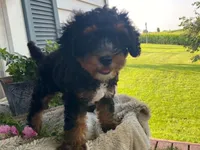 Teddy, a male Cavapoo for sale in Fennimore, WI – 3 of 10