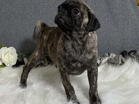 Valery, a female Pug for sale in Fennimore, WI – 8 of 10